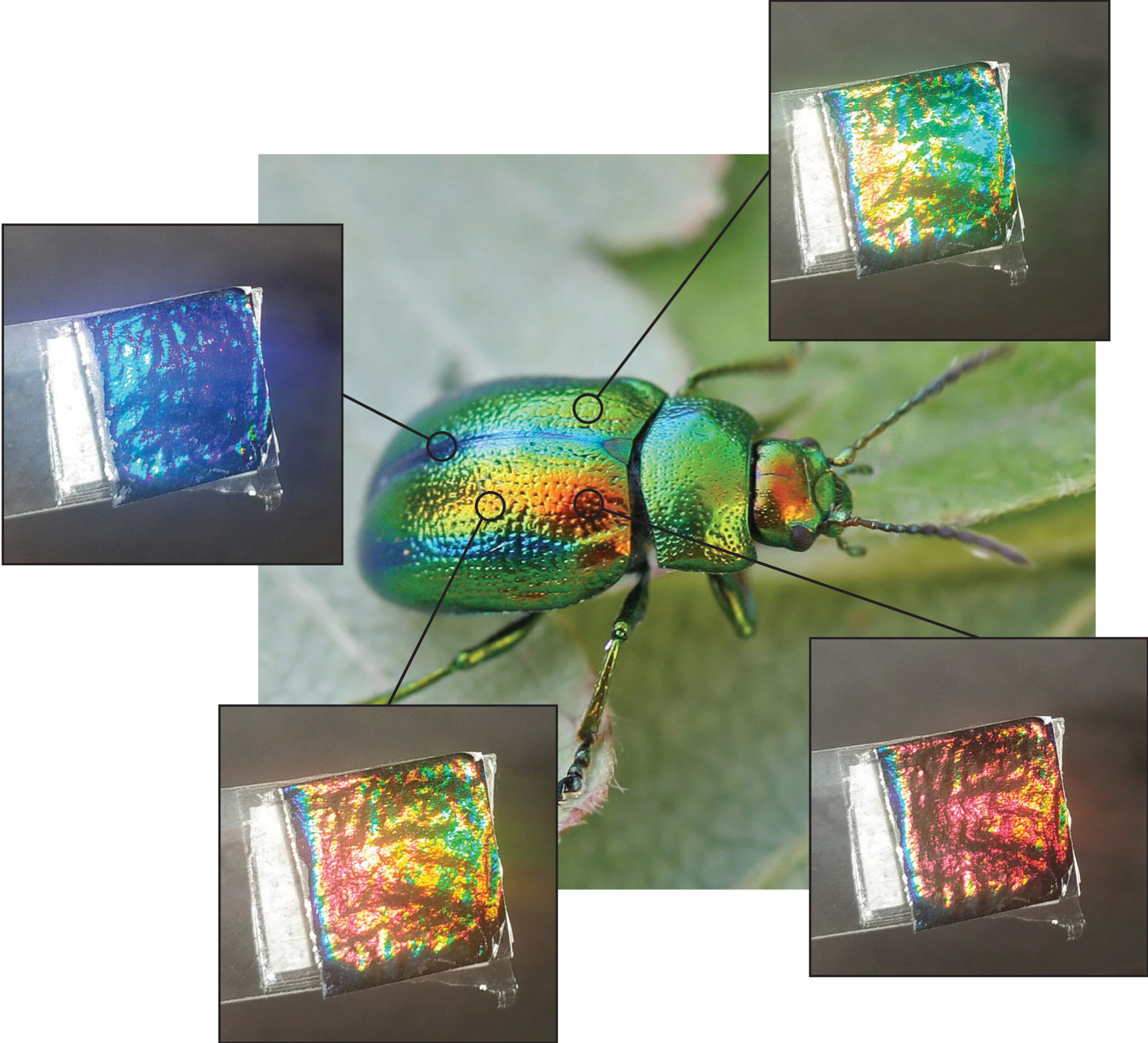 Phát triển cấu trúc quang học có khả năng phân hủy sinh học từ chitin