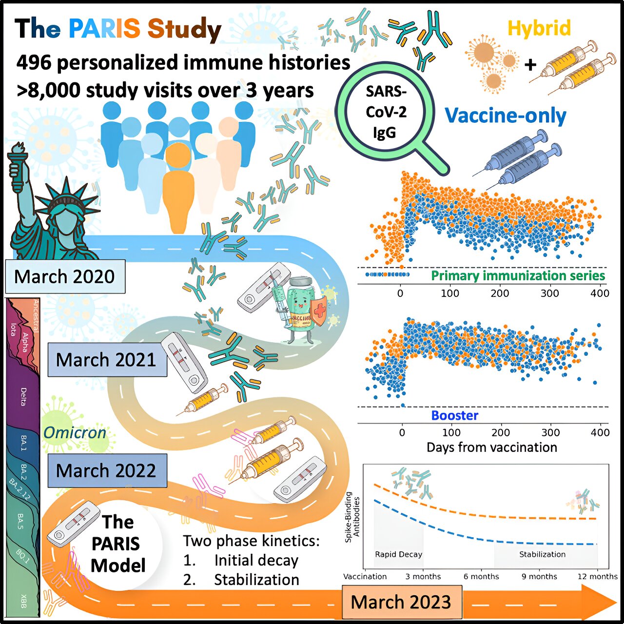 Phản ứng kháng thể đối với SARS-CoV-2 tồn tại lâu dài