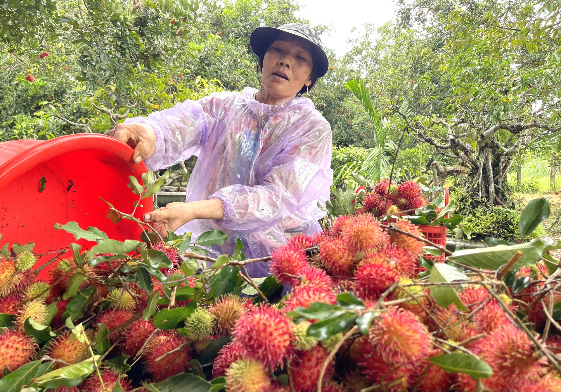 Sản xuất bột từ dịch chiết vỏ chôm chôm bằng phương pháp sấy bọt xốp