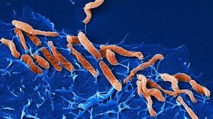 Xác định tỷ lệ các đột biến gene kháng thuốc điều trị H. pylori