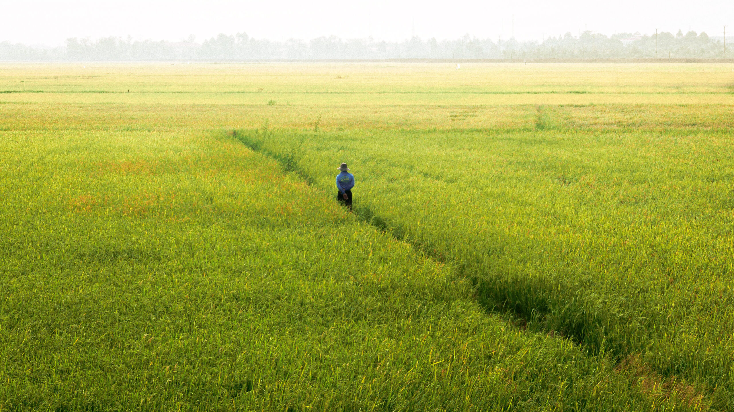 Hàm lượng asen vô cơ trong lúa gạo: Cần nghiên cứu làm rõ
