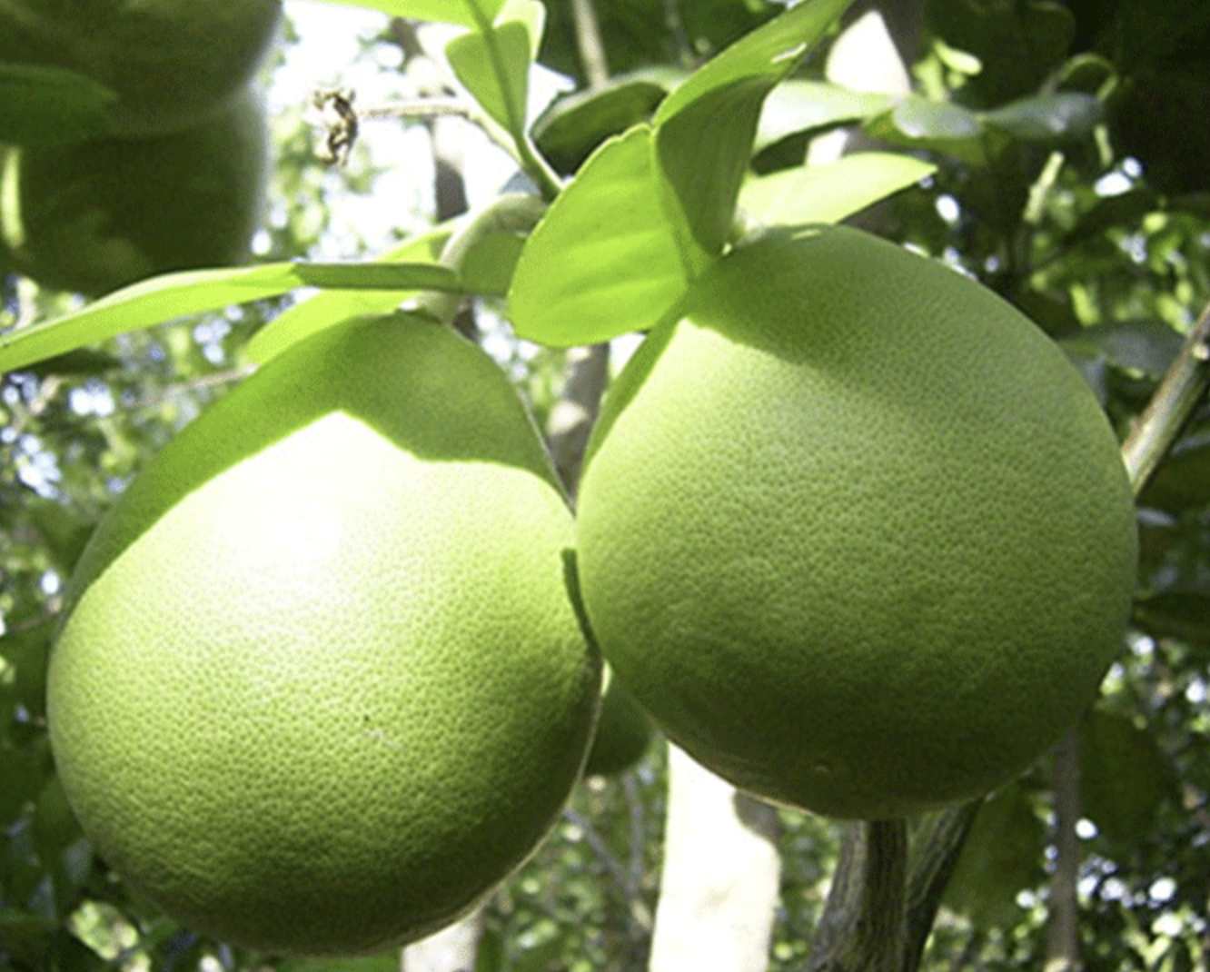 Mô hình quản lý dinh dưỡng bền vững cho cây bưởi Năm Roi