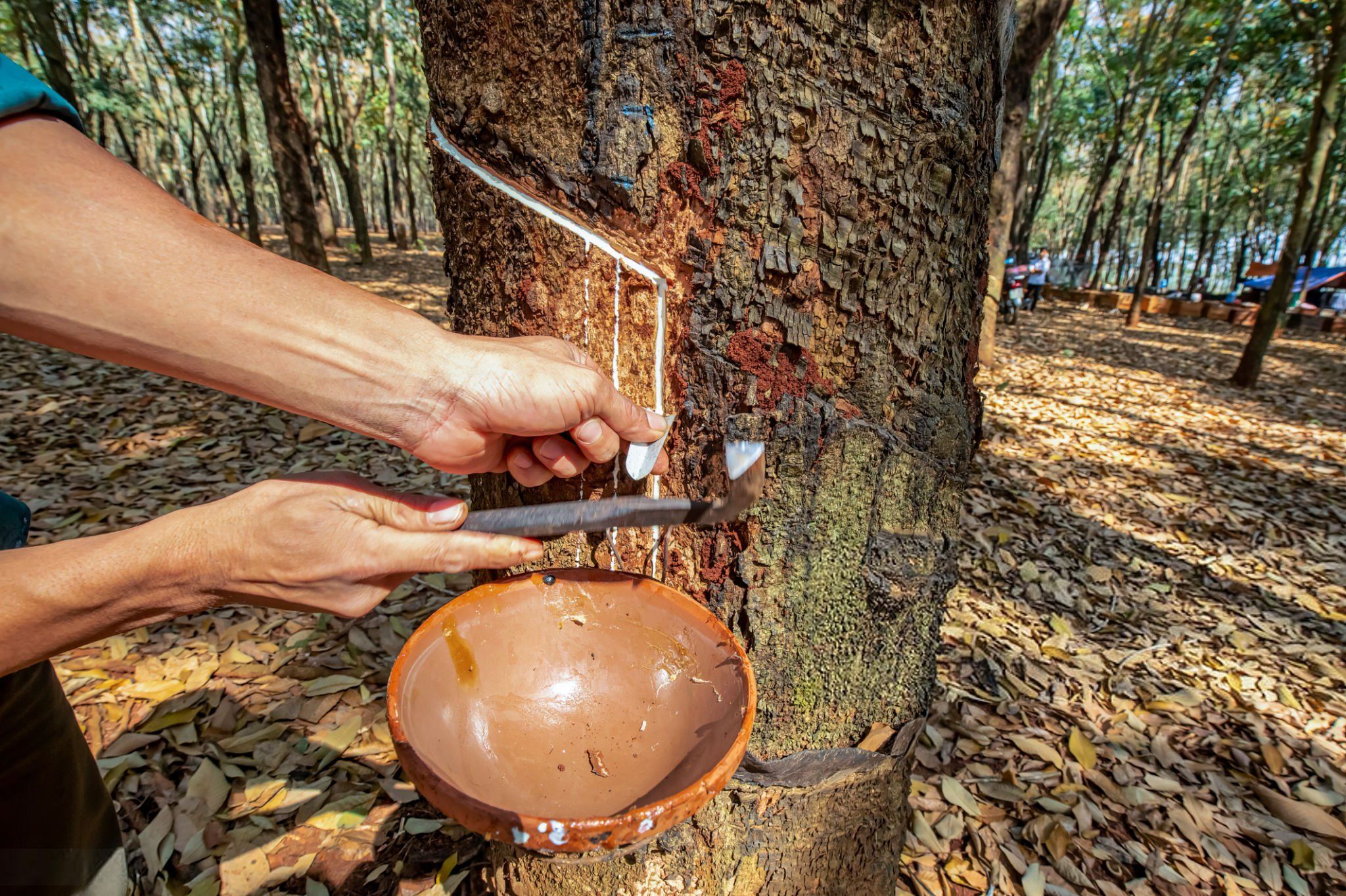 Cái giá của cao su tiểu điền