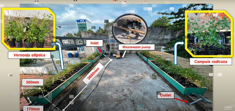 Thí điểm giải pháp xử lý nước thải đô thị dựa vào tự nhiên