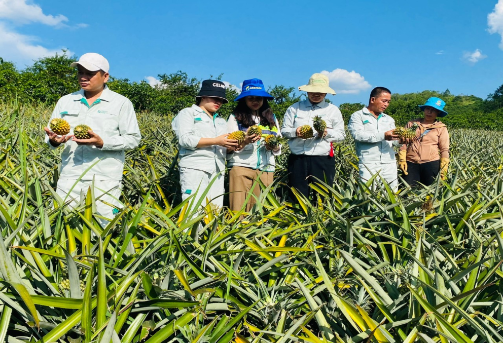 Khuyến nông gặp nhiều thách thức trong quá trình chuyển đổi nông nghiệp