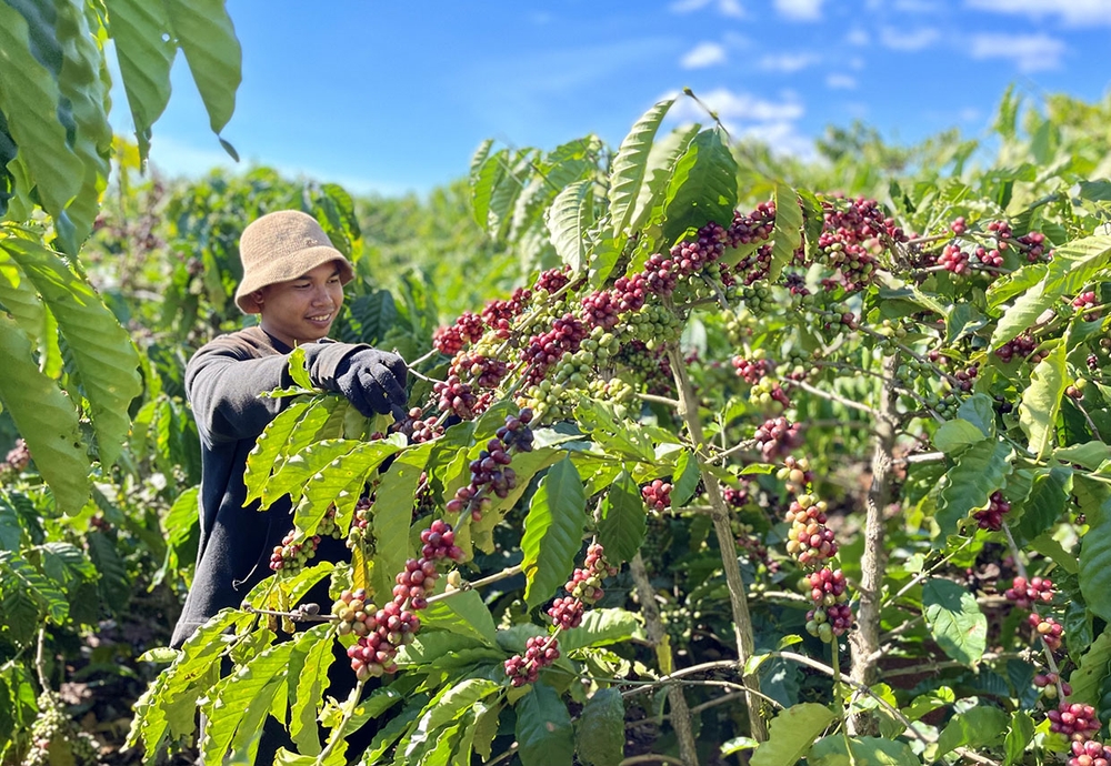 Tuân thủ EUDR: Đâu là cơ hội tốt?