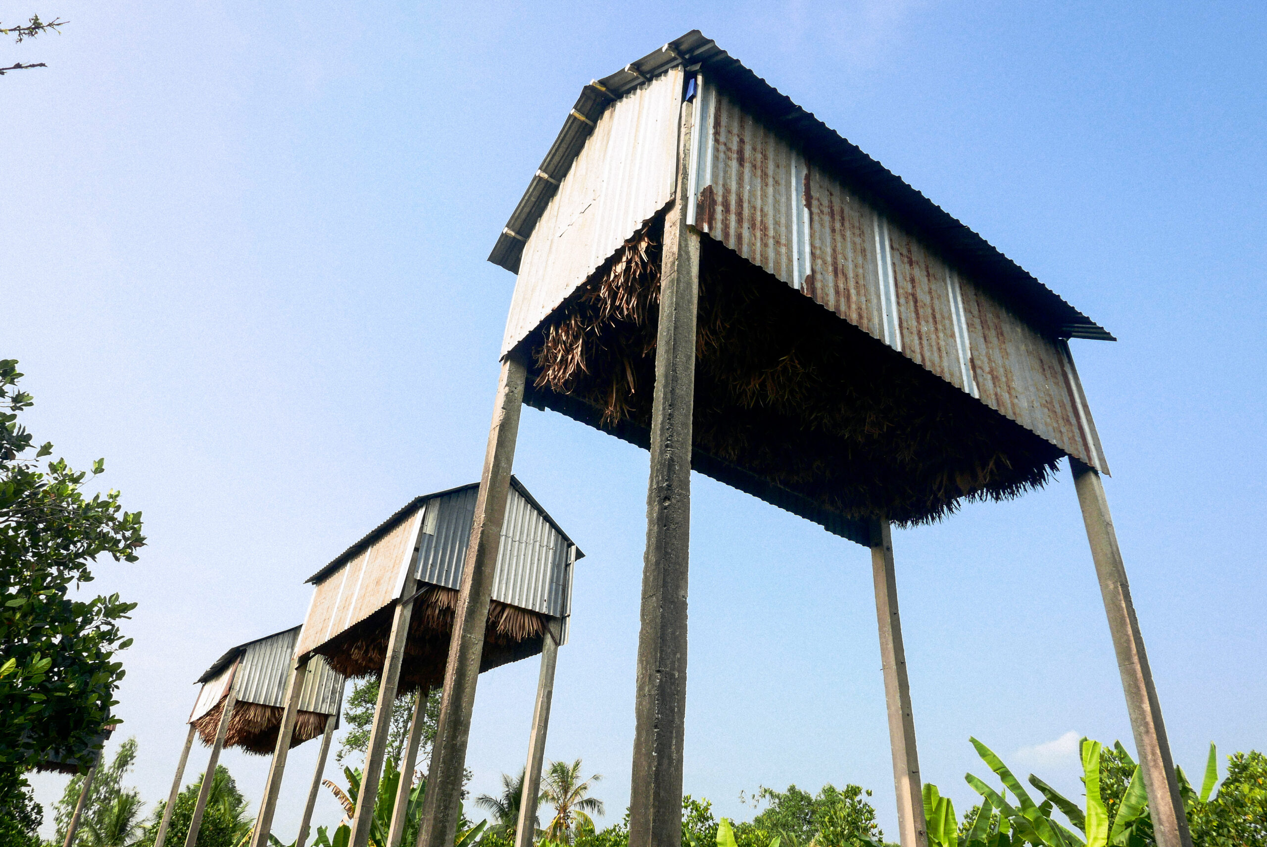 Nghề thu gom phân dơi: Cánh cửa lan truyền virus tiềm tàng?