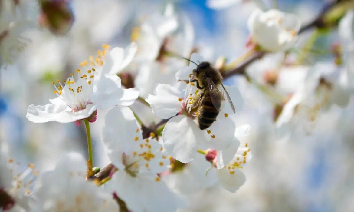 Thiếu loài thụ phấn làm giới hạn sản lượng lương thực toàn cầu