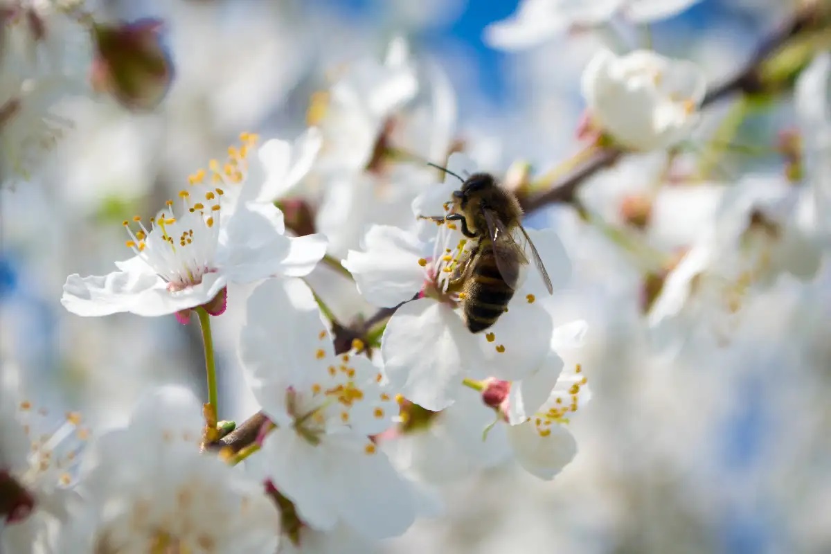 Thiếu loài thụ phấn làm giới hạn sản lượng lương thực toàn cầu