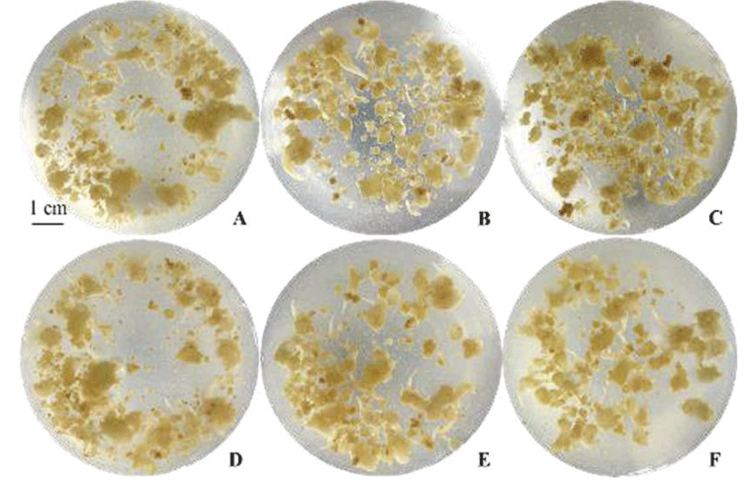 Trung tâm Công nghệ Sinh học TPHCM: Sử dụng colchicin để tạo dòng sâm Ngọc Linh đa bội