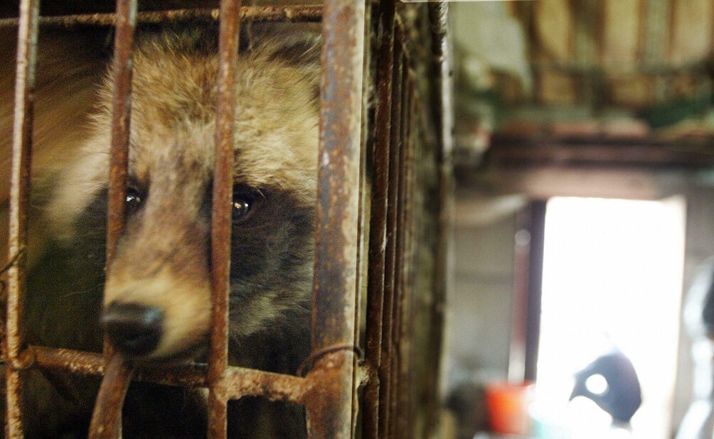 Đại dịch COVID bắt đầu từ chợ Vũ Hán, nghiên cứu mới đề xuất