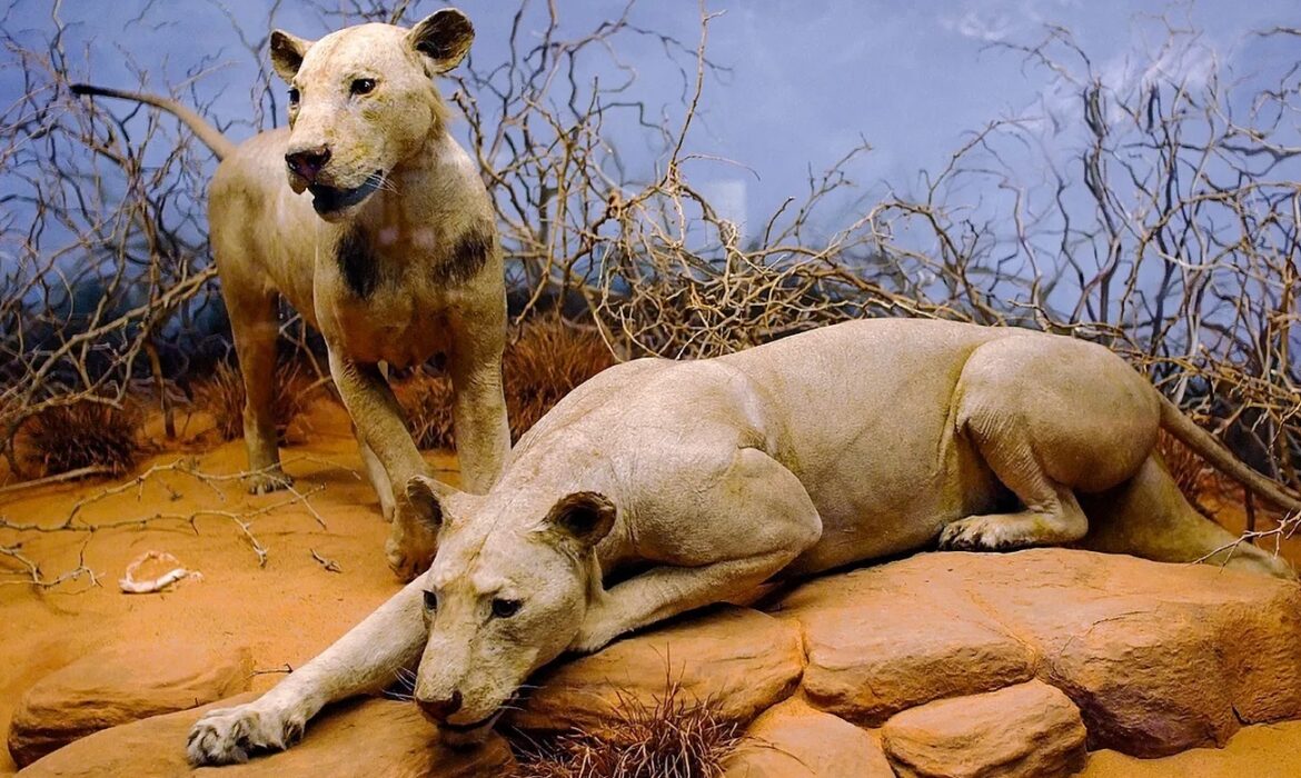 DNA tiết lộ chế độ ăn đầy đủ của sư tử và mối liên quan đến con người