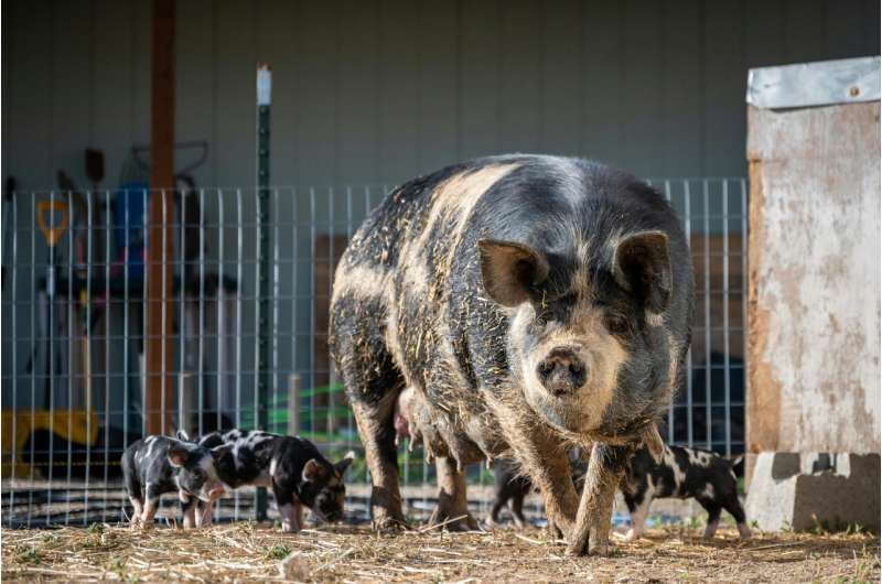 Lợn là trung gian lây truyền bệnh viêm gan E?