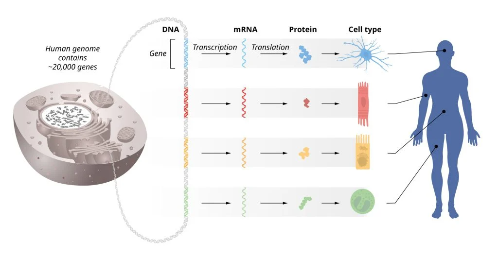 MicroRNA: Cuộc cách mạng thầm lặng trong y học 