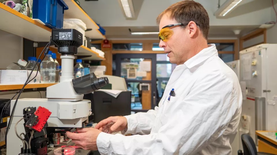 Sử dụng ánh sáng để tạo ra điện tử sinh học trong cơ thể sống