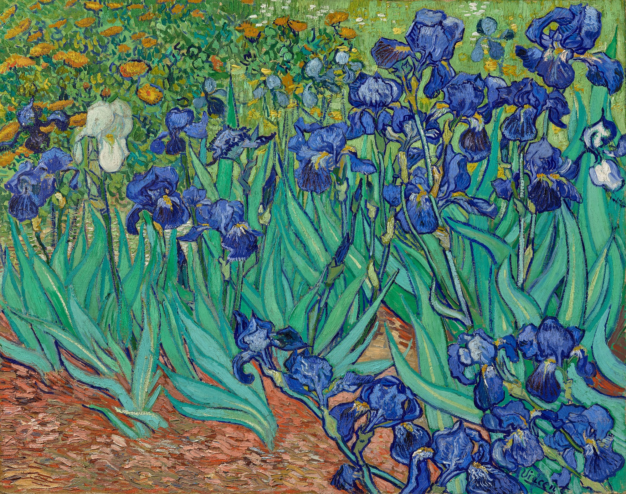 Những đóa hoa diên vĩ của van Gogh 