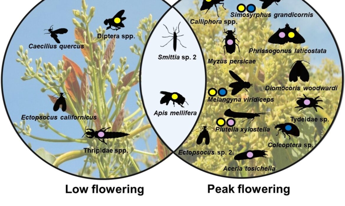 Sử dụng siêu mã vạch eDNA để nhận diện các loài thụ phấn, thúc đẩy năng suất cây trồng
