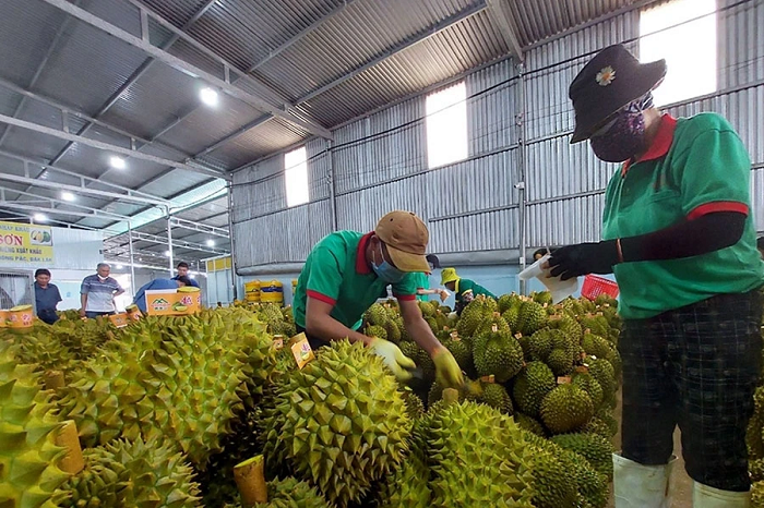 Đổi mới sáng tạo trong chuỗi giá trị nông sản: Khi nào cây chủ lực là cây làm giàu?
