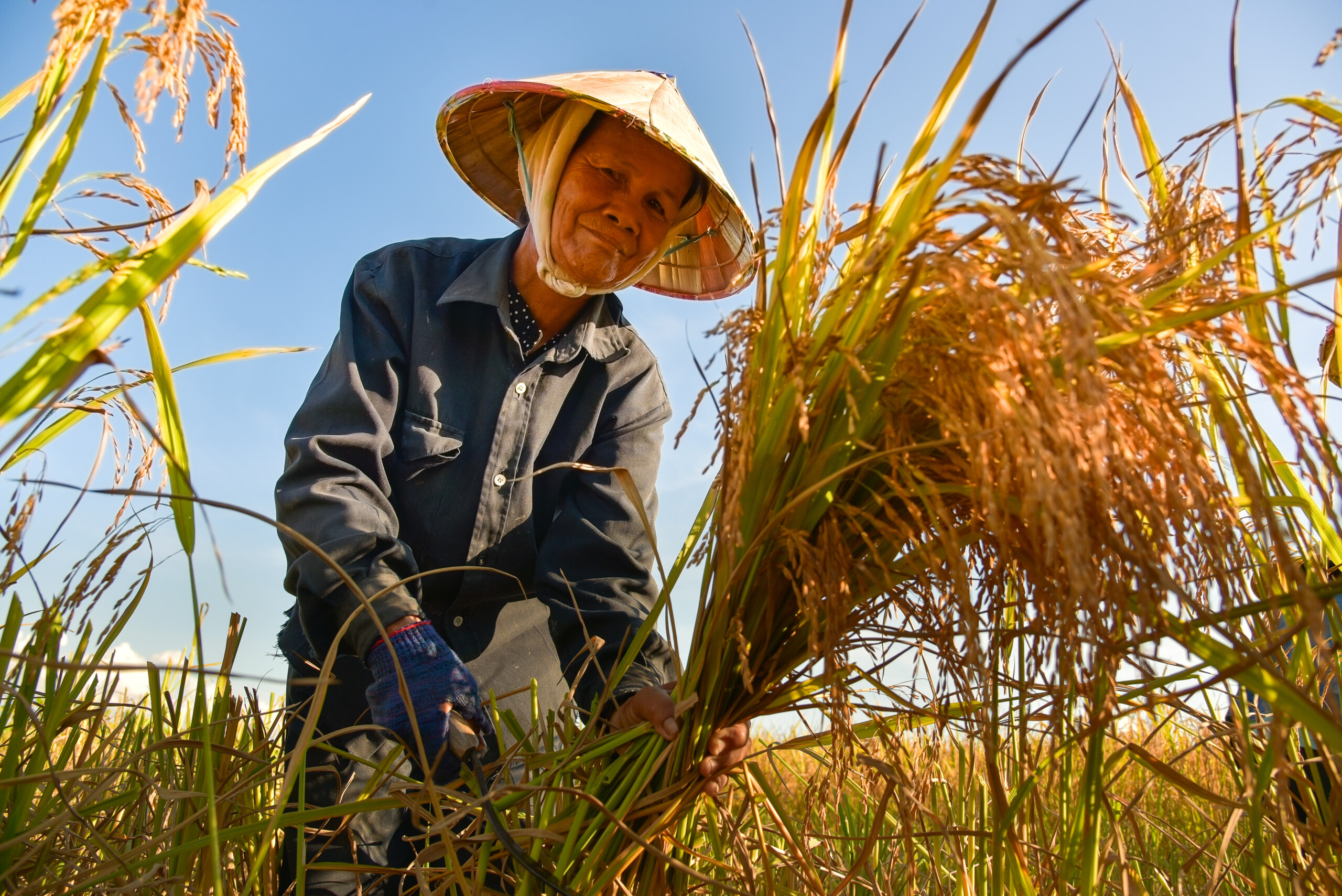 ĐBSCL: Chủ nông hộ là nam hay nữ thích ứng với biến đổi khí hậu tốt hơn?
