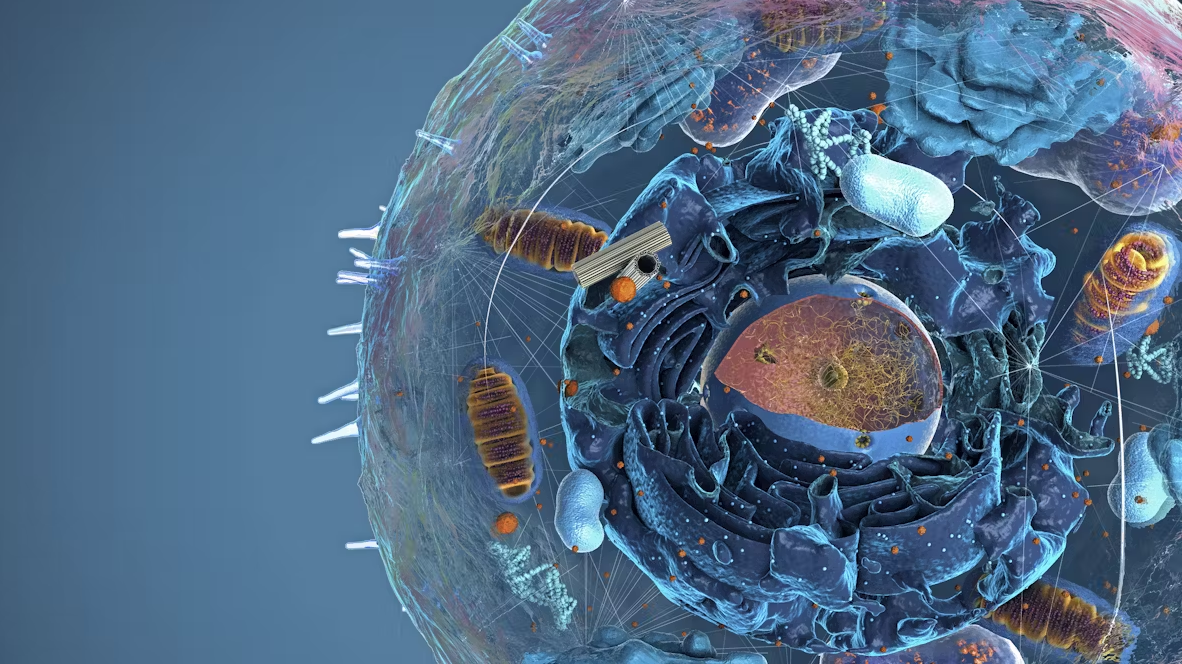 Chữa trị bệnh hiếm gặp từ cơ chế “dọn rác” của tế bào