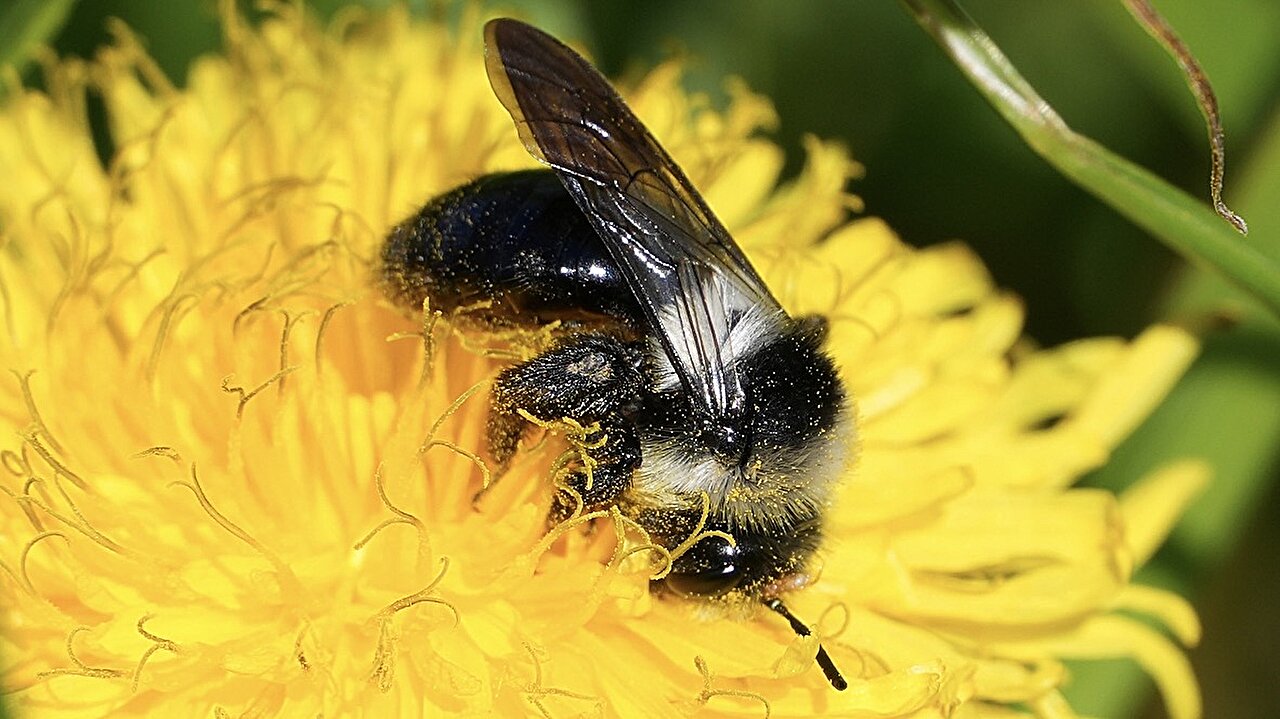 Bảo vệ sự đa dạng loài thụ phấn để đảm bảo chức năng của các hệ sinh thái