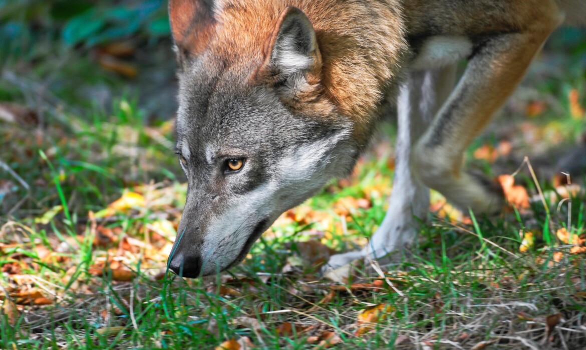 “Internet của thiên nhiên” giúp khám phá mạng lưới sự sống