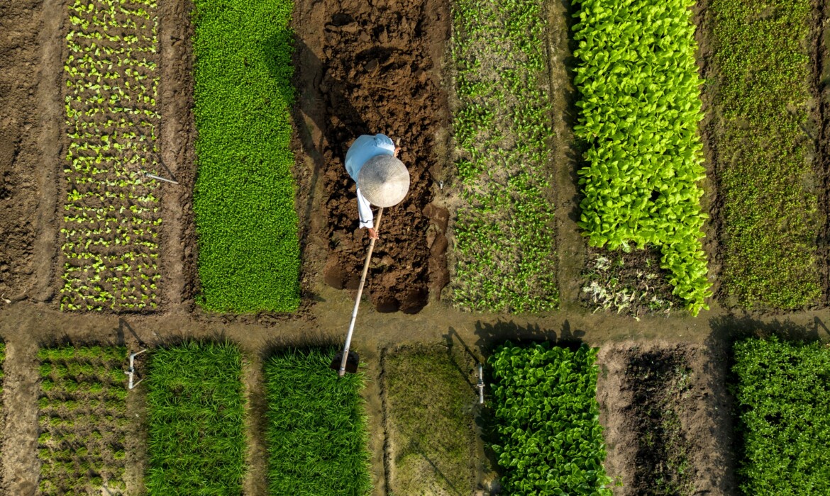 Nông hộ nhỏ trong chuyển dịch an toàn thực phẩm: Góc nhìn từ chuỗi cung cấp rau