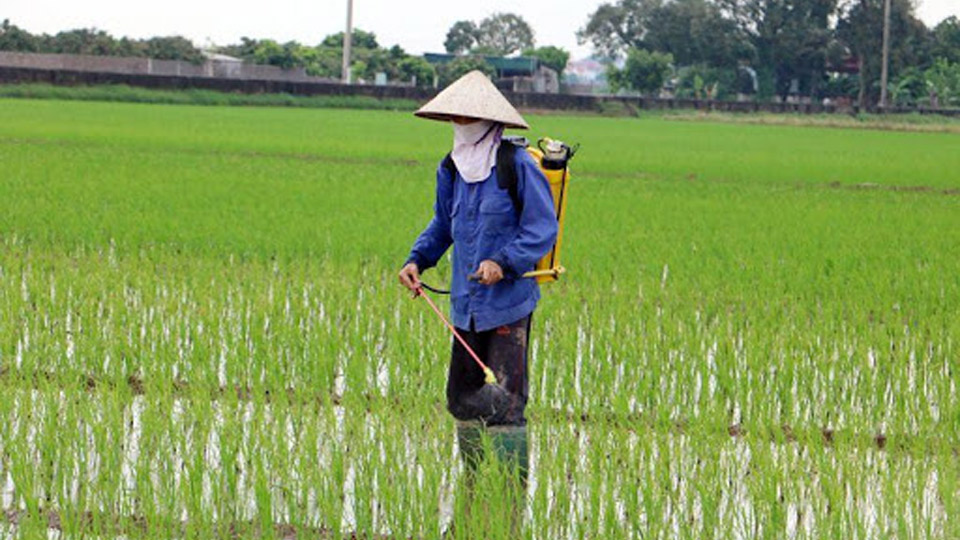 Đồng bằng sông Hồng: Con người ảnh hưởng đến tải lượng ni tơ trong 20 năm như thế nào?