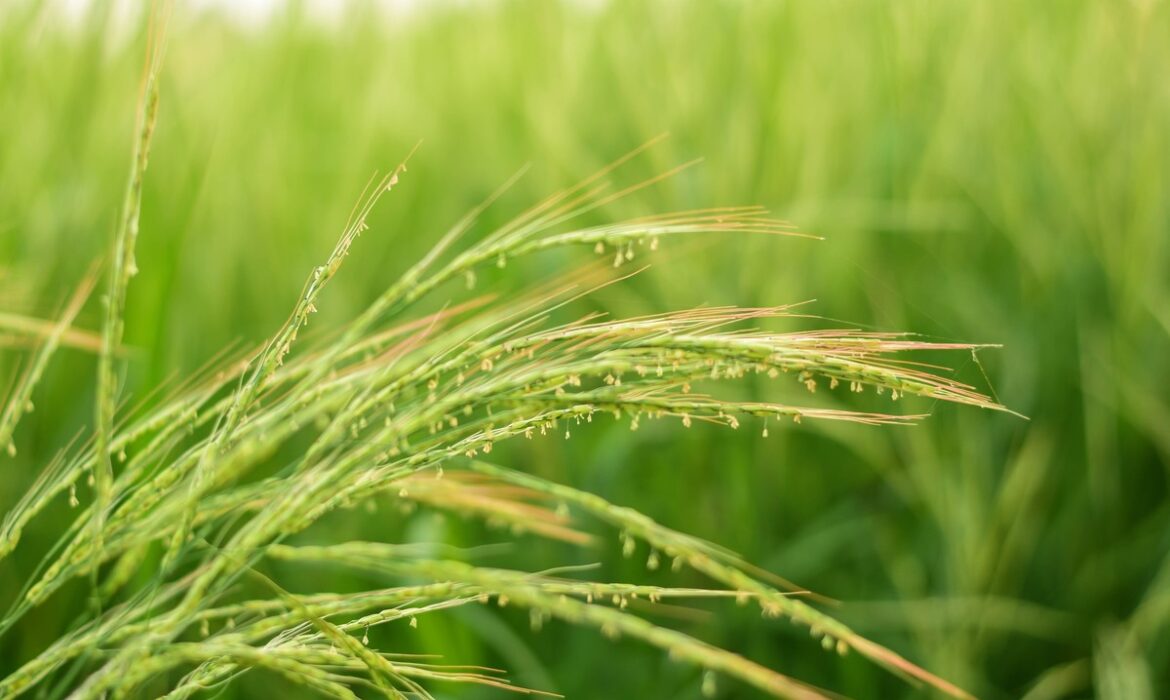 Bí mật di truyền của lúa mở đường cho tương lai trồng trọt và bảo tồn