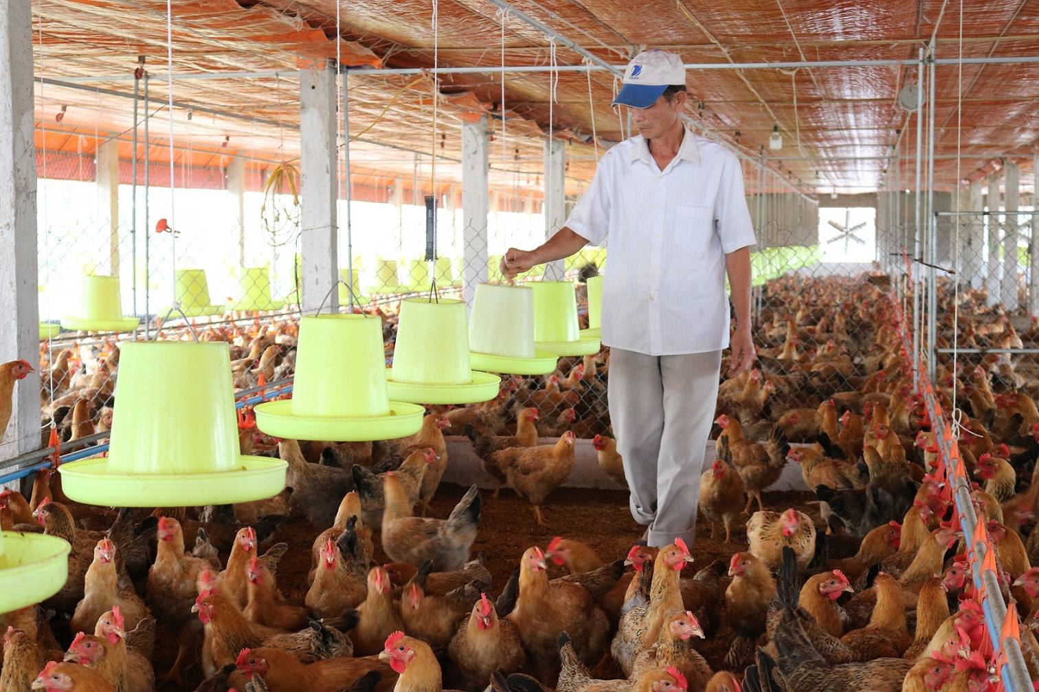 Hộ chăn nuôi nhỏ: Tìm lối đi giữa bịt bùng mênh mang