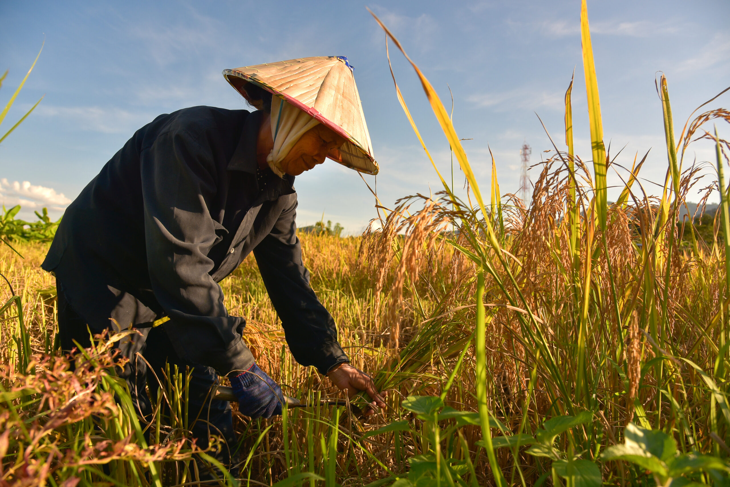 Sống trong thế giới của sóng nhiệt