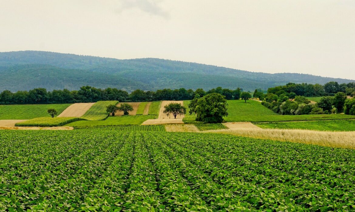 Bất bình đẳng trong chuỗi nông nghiệp thực phẩm: Toàn cầu Nam sản xuất, Toàn cầu Bắc thu lợi
