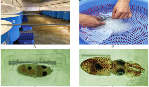 Thử nghiệm nuôi thương phẩm mực lá bằng con giống khai thác tự nhiên