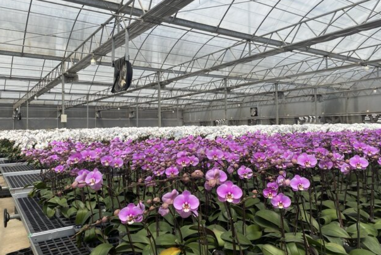 Ứng dụng công nghệ cao sản xuất hoa lan hồ điệp thích nghi với điều kiện tự nhiên