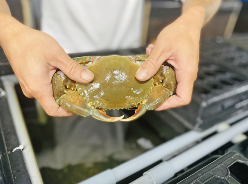 Xây dựng mô hình sản xuất cua lột theo chuỗi khép kín