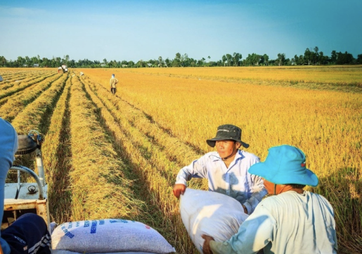 Ứng dụng công nghệ bảo quản lúa sau thu hoạch