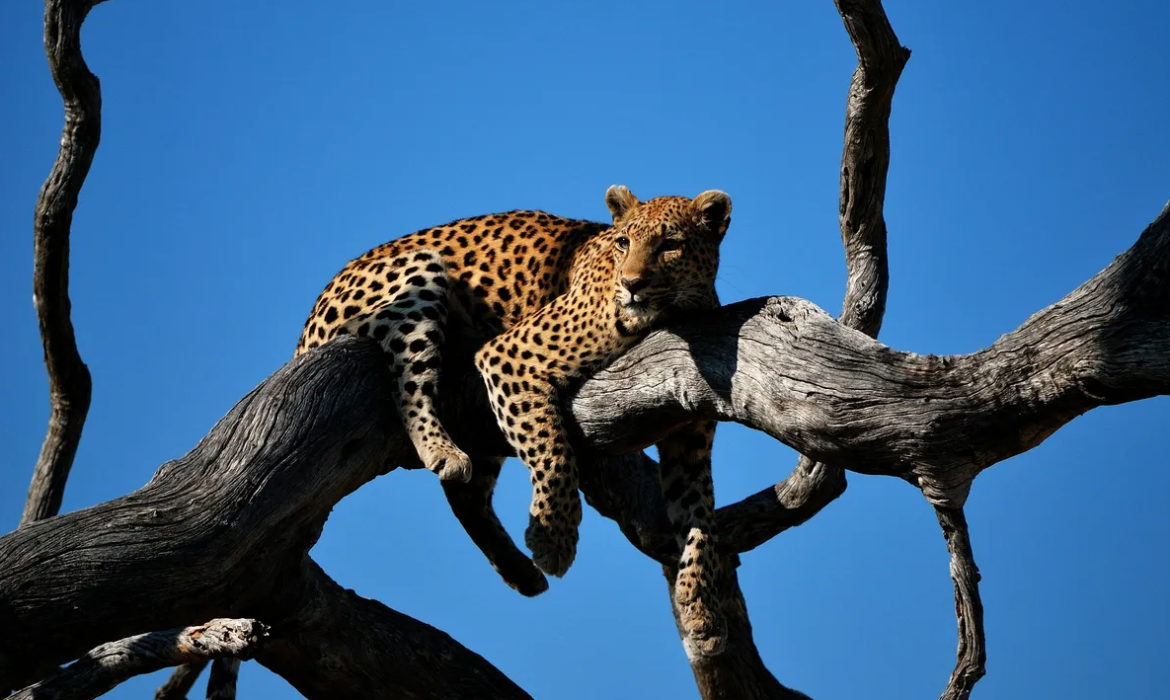 Video động vật hoang dã do AI tạo ra gây khó khăn cho hoạt động bảo tồn