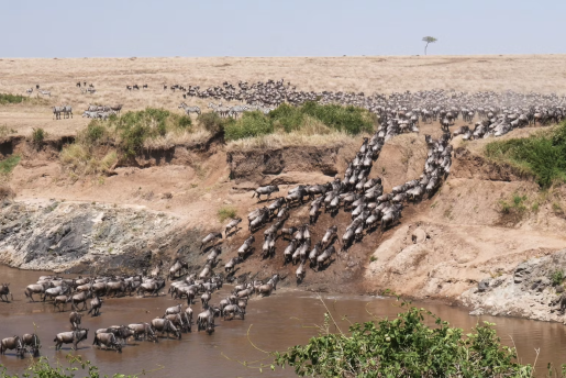 Ứng dụng ảnh vệ tinh để giải mã cuộc đại di cư của bầy linh dương