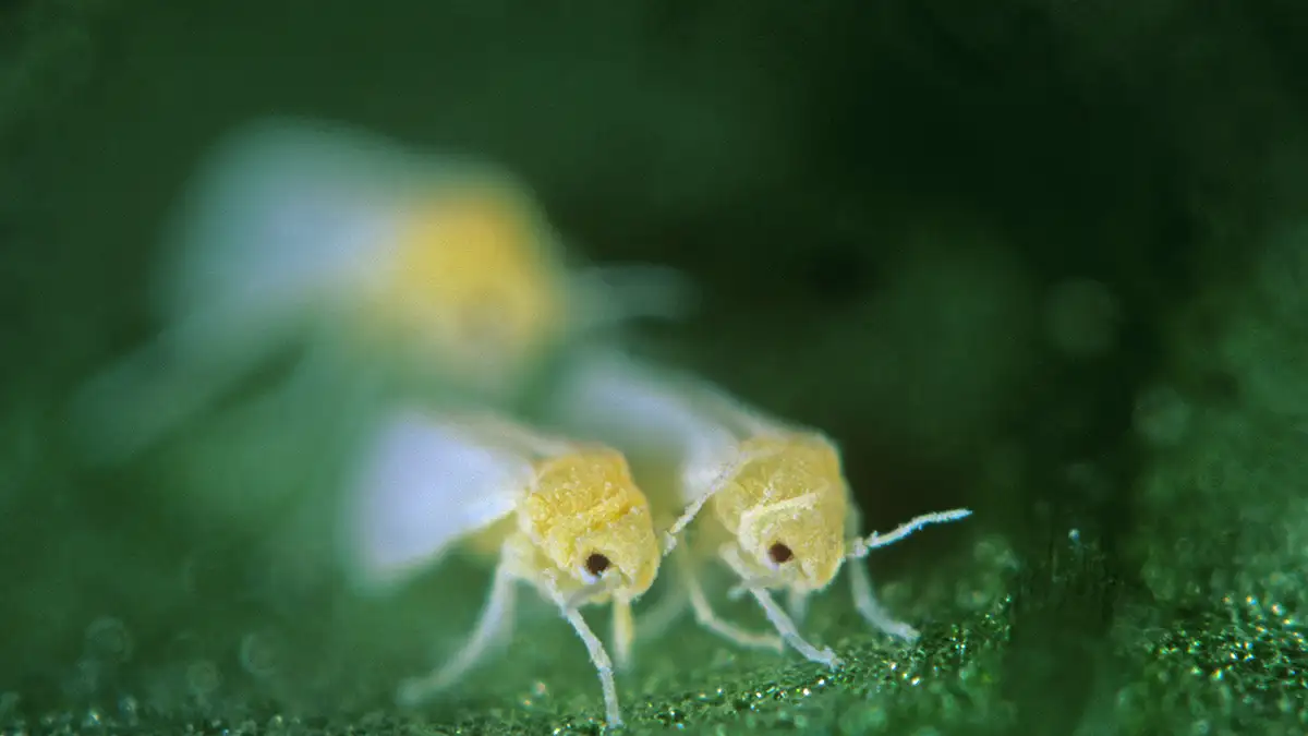 Chỉnh sửa gene tạo ra các loài cây không thể tiêu hóa được với côn trùng