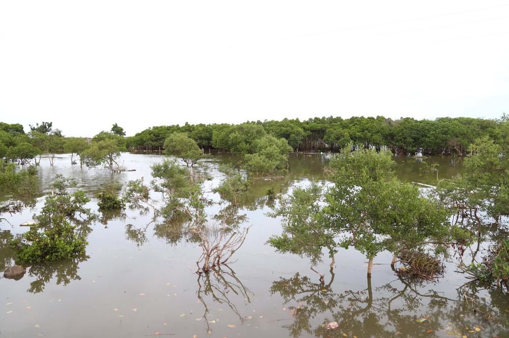 Nếu không trồng rừng ngập mặn, bờ biển phía nam ĐBSH đã xói mòn từ những năm 1990