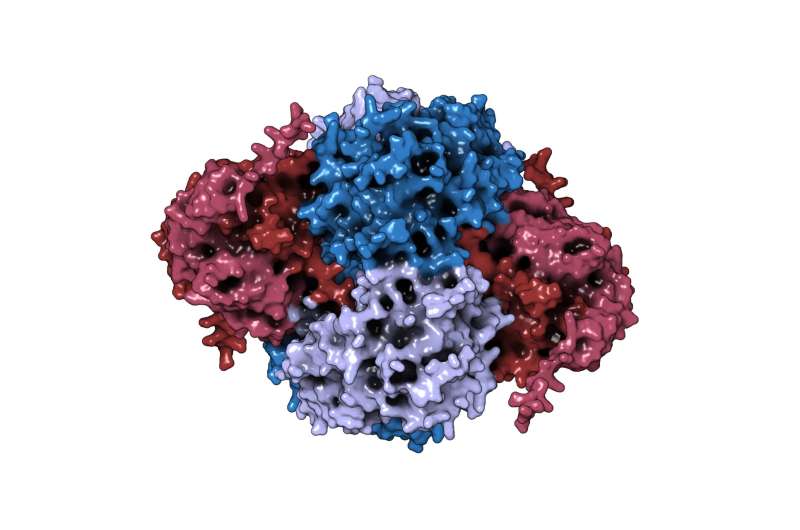 Enzyme hành xử thông qua cấu trúc chứ không phải qua xúc tác