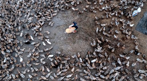 Những yếu tố quyết định việc sử dụng kháng sinh trong chăn nuôi gia cầm tại Việt Nam