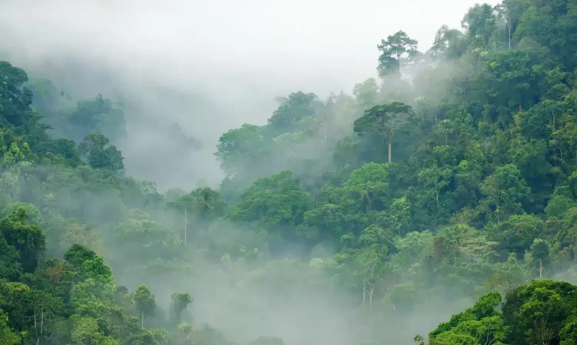 Thí nghiệm về lá trà cho thấy rừng nhiệt đới có thể chống đỡ biến đổi khí hậu tốt hơn