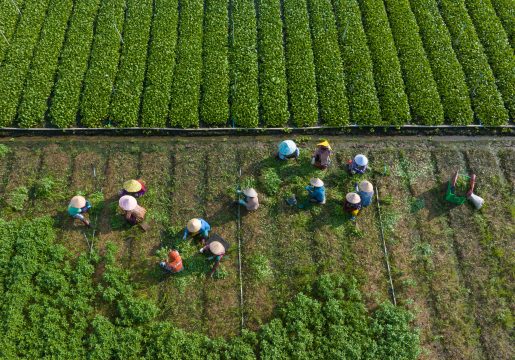 Chuyển đổi cây trồng ở ĐBSCL còn nhiều rủi ro