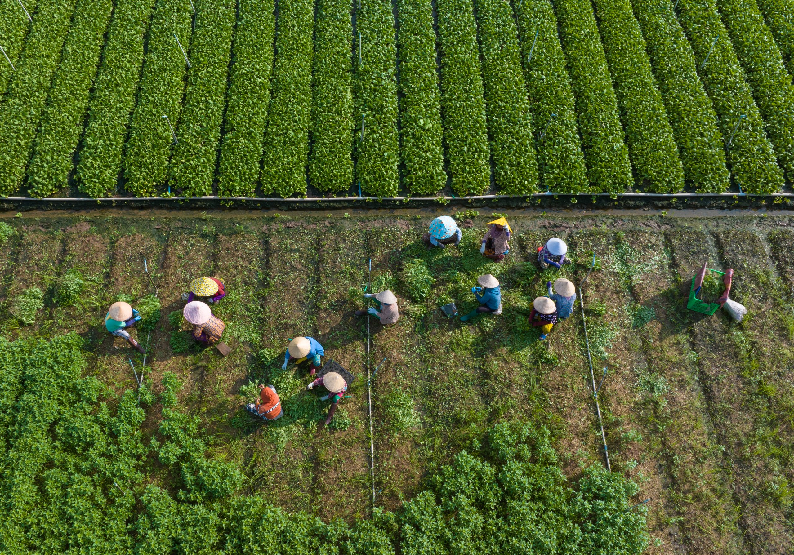 Chuyển đổi cây trồng ở ĐBSCL còn nhiều rủi ro