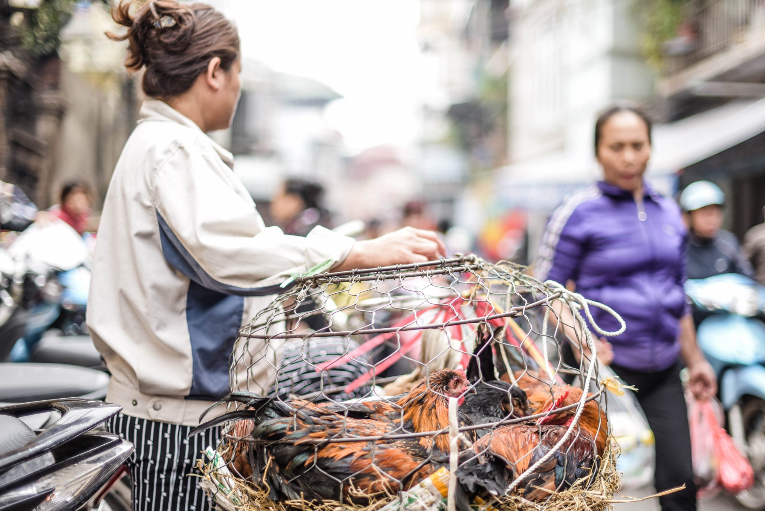 Nguy cơ lây truyền cúm A độc lực cao từ chợ gia cầm 