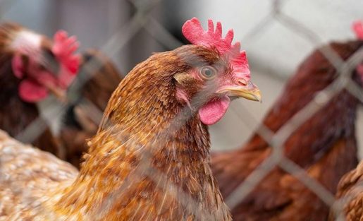 Virus cúm gia cầm có khả năng sinh sôi ở nhiệt độ cao