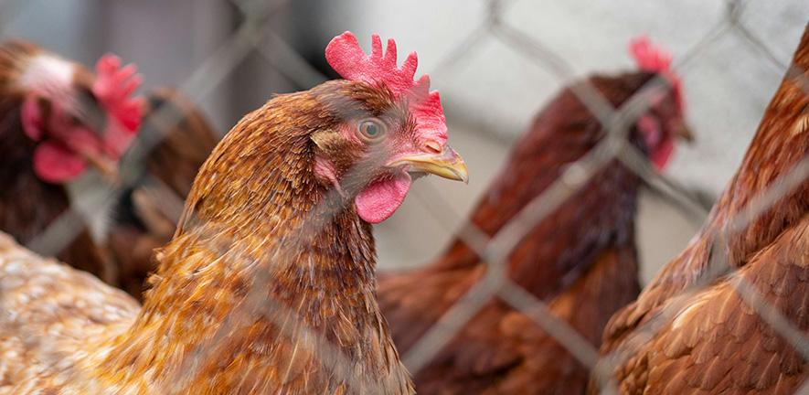 Virus cúm gia cầm có khả năng sinh sôi ở nhiệt độ cao