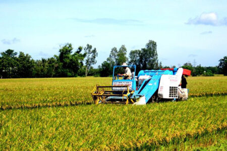Phát triển kinh tế nông nghiệp: Tích tụ ruộng đất không phải là yếu tố quyết định