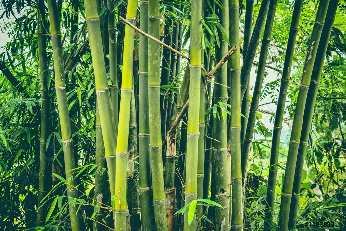 Thành phần độc đáo làm tăng sức mạnh cho tre